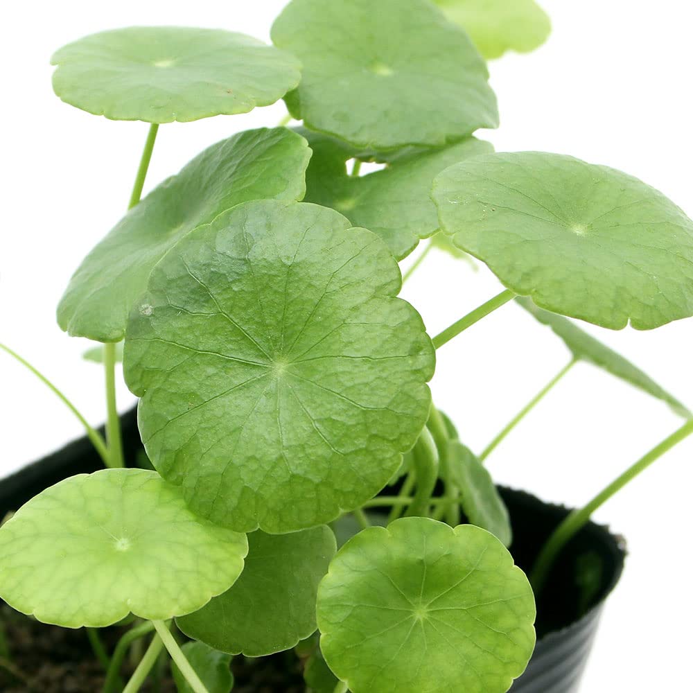 ウォーターマッシュルーム苗E Amazon｜【charm】（ビオトープ）水辺植物 ウォーターコイン